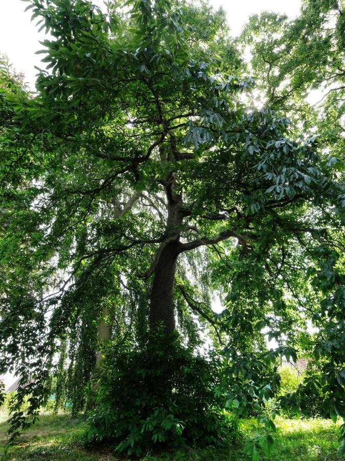 Mille Et Une Feuilles Saint-Martin-Lez-Tatinghem Luaran gambar